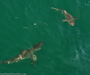 Bronze Whaler Sharks visit Marine Dynamics Shark Tours cage diving vessel Gansbaai